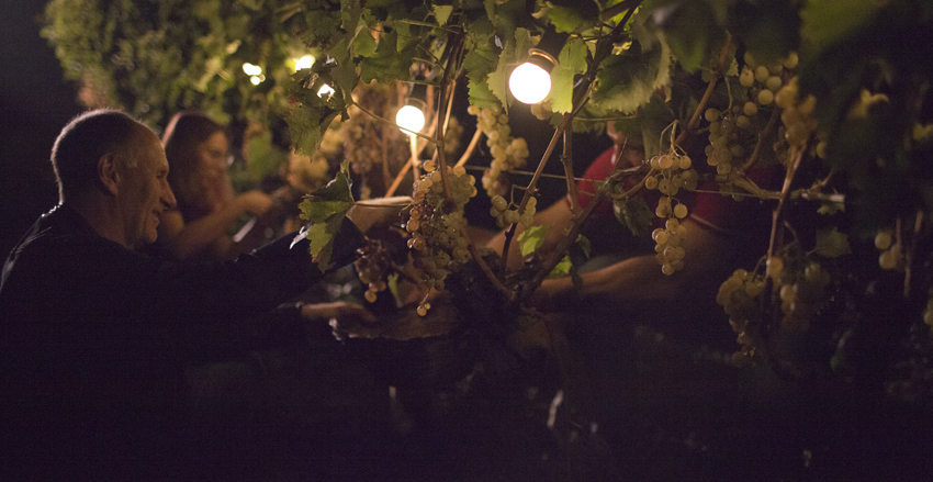 Wijn Rondreis Sicilie